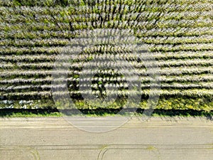 Drone top down view of a regimented plantation of trees shown in uniform rows