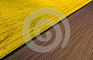 Drone view above yellow colza rape fields, agriculture concept from drone perspective