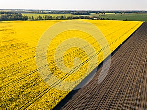 Drone view above yellow colza rape fields, agriculture concept from drone perspective