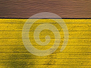 Drone view above yellow colza rape fields, agriculture concept from drone perspective