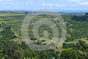 Drone view at a agricultural field on Oribi gorge near Port Shepstone, South Africa