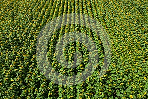 Drone view of agricultural field with sunflowers planted in lines. Agriculture theme