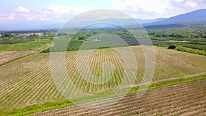 drone view of apple  orchards in spring