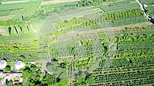 drone view of  apple orchards in spring