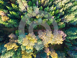 Drone view of autumn forest and country road