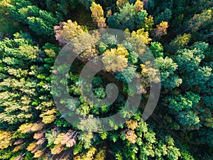 Drone view of autumn forest and country road