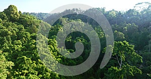 Drone view of Bali. Morning view above Ubud rice fields, arable water farm land, aerial