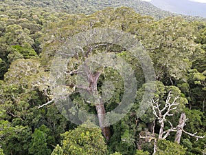 Drone view at the Big Tree of Tsitsikamma National Park in South Africa