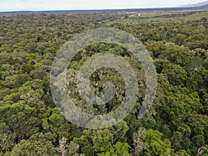 Drone view at the Big Tree of Tsitsikamma National Park in South Africa