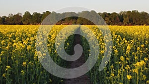 Drone view of blooming rapeseed field