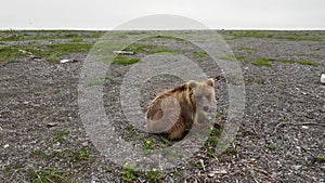 A drone view of a brown bear digging rocks on a river bank search of food