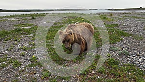 A drone view of a brown bear digging rocks on a river bank search of food