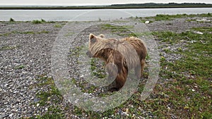 A drone view of a brown bear digging rocks on a river bank search of food