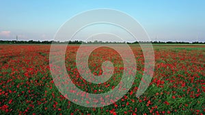 A drone view of a colourful field of wild poppies in the countryside.