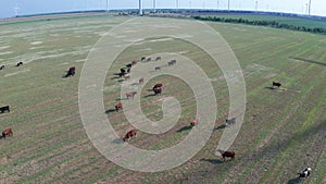 Drone view of cow pasture near wind turbine farm