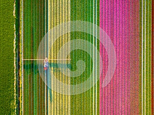 Drone view of a field of tulips. A drone view of a combine harvester in a field.