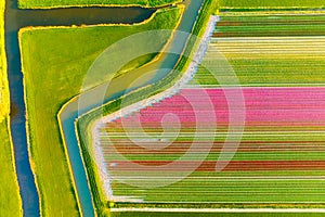 Drone view of a field of tulips. Landscape from the air in the Netherlands. Rows on the field.
