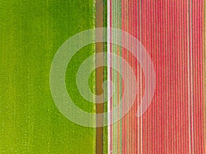 Drone view of a field of tulips. Landscape from the air in the Netherlands. Rows on the field.