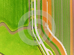 Drone view of a field of tulips. Landscape from the air in the Netherlands. Rows on the field.