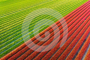 Drone view of a field of tulips. Landscape from the air in the Netherlands. Rows on the field. View from above.