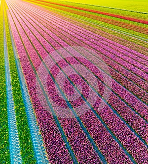 Drone view of a field of tulips. Landscape from the air in the Netherlands. Rows on the field. View from above