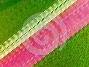 Drone view of a field of tulips. Landscape from the air in the Netherlands. Rows on the field. View from above.