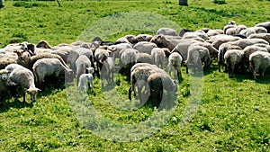 Drone view of a flock of sheep grazing on a green pasture. Sheep and goats graze on a green field