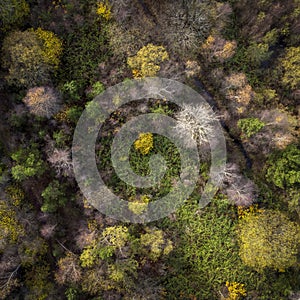 Drone view of a forest