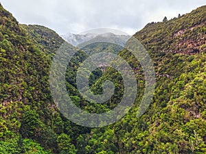 Drone view of forest and plant vegetation on La Palma island