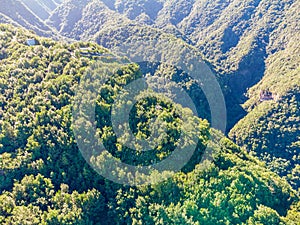 Drone view of forest and plant vegetation on La Palma island