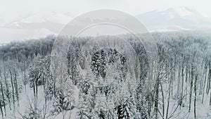 Drone view of  forest in winter scenery