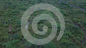 Drone view of giraffes in the green conservancy