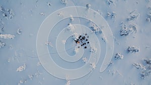 Drone view of a group of hikers around a campfire in finnish lapland