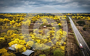 Drone view of Guayacan tree blossoming in Colimes, Ecuador