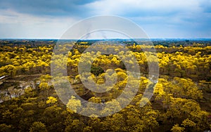 Drone view of Guayacan tree blossoming in Colimes, Ecuador