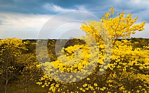 Drone view of Guayacan tree blossoming in Colimes, Ecuador