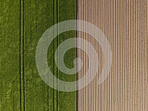 Drone view of half wheat field and half plowed agricultural land with soil
