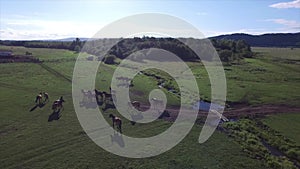 Drone view of a herd of horses running through a meadow and a narrow river with a forest on the horizon