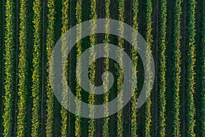 Drone view of lush green vineyards in summer at sunset. Top down aerial view of italian countryside in wine making region