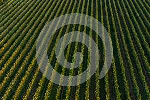 Drone view of lush green vineyards in summer at sunset. Top down aerial view of italian countryside in wine making region