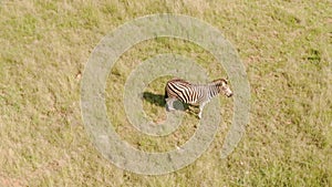 Drone view of a male zebra (Hippotigris) standing in a field