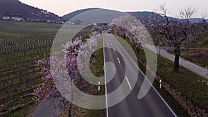 Drone view of a narrow road along the almond orchards, Neustadt, Germany