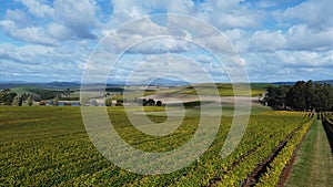 Drone view over a large wine producing vineyard farm in northern Tasmania with yellow autumn growth, Tasmania, Australia