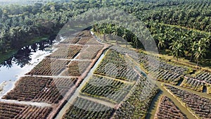Drone view panorama of pineapple farm