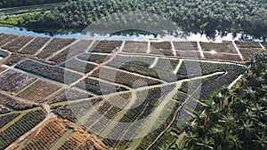 Drone view pineapple farm grow
