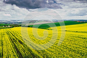 Drone view of rape fields