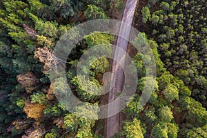 Drone view of road and forest in golden time