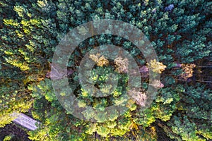 Drone view of road and forest in golden time