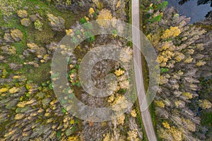 Drone view of road and forest in golden time