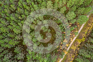 Drone view of road and forest in golden time